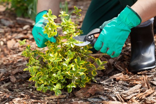 Local gardener arranging plants in a Blackwall garden