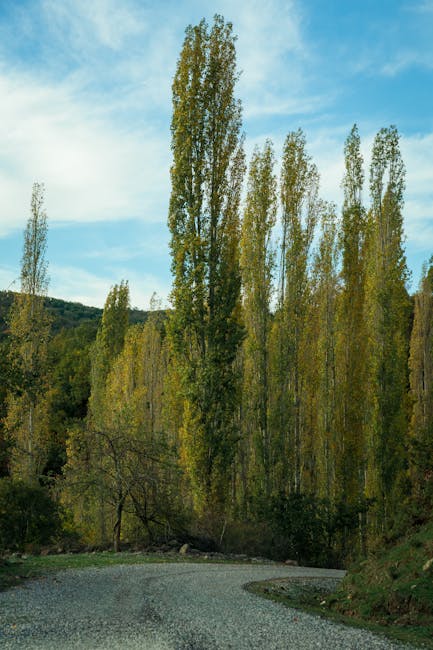 A gravel driveway curves gently through a lush, green landscape of tall, slender trees with vibrant yellow-green leaves, indicating early autumn. The trees are densely packed along the edges of the dr